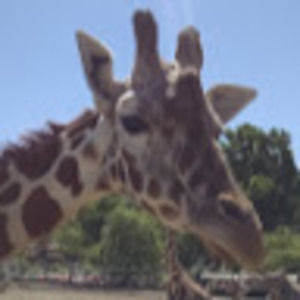 Meet your Posher, Bridget